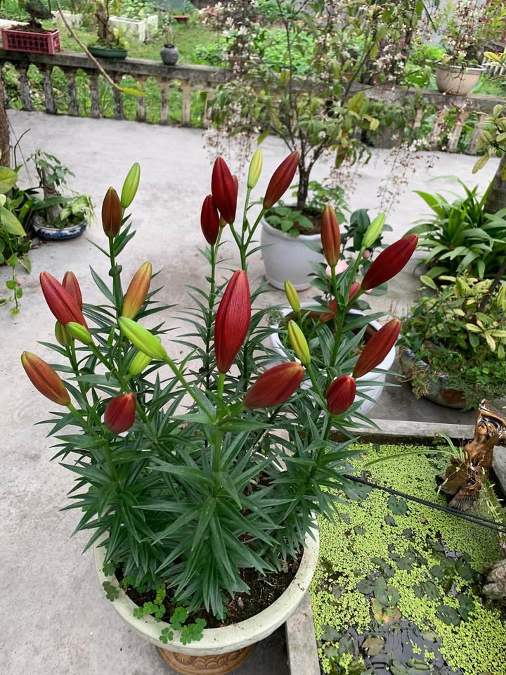 Nhà 3 tầng mặt phố Nguyễn Thị Duệ 120m² giá 7 tỷ - Bán gấp chính chủ!