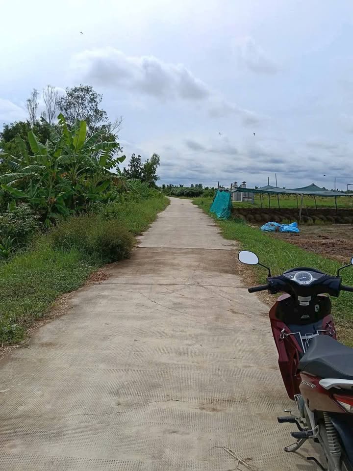 Đất vườn dừa An Ngãi Trung Bến Tre 14,000m² giá 4.48 tỷ - Cơ hội đầu tư tuyệt vời!