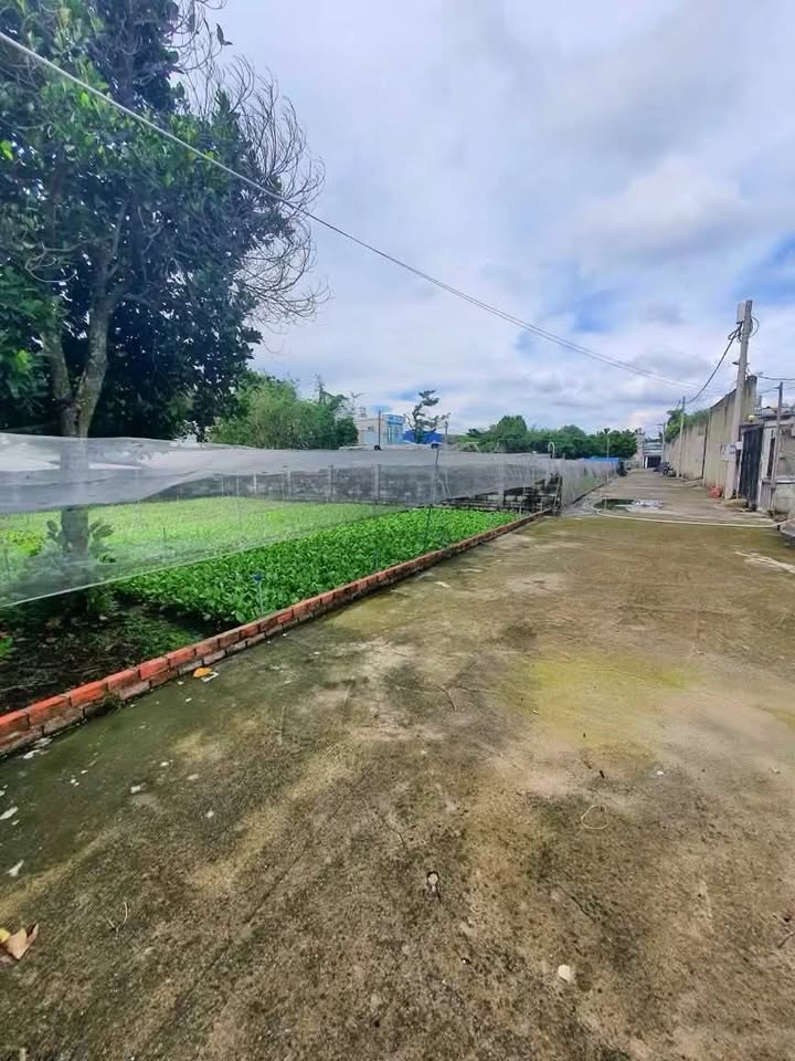 Đất nhà vườn nghỉ dưỡng Xuân Thới Sơn Hóc Môn 1.212m² giá 12.12 tỷ - Pháp lý rõ ràng