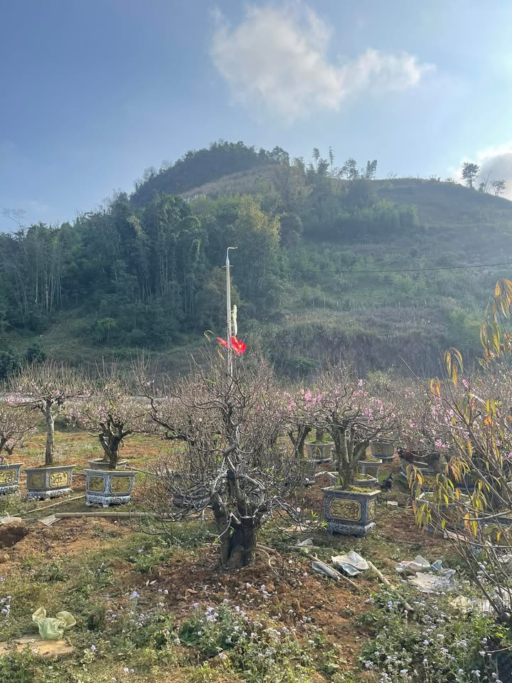 Đất nền tại TDP Chiềng Đi 1000m² - Giá thỏa thuận, tiềm năng phát triển!