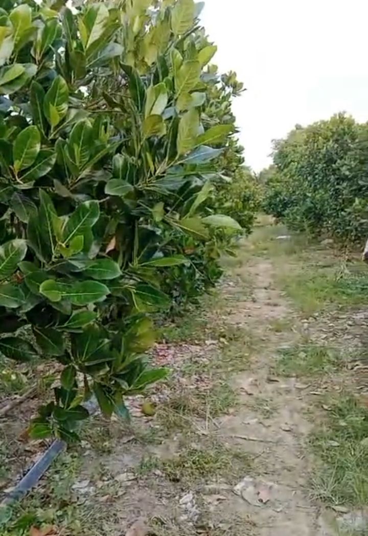 Đất Farm 4.000m² tại Xã Nhơn Ninh, Tân Thạnh, Long An - Giá chỉ 1.2 tỷ