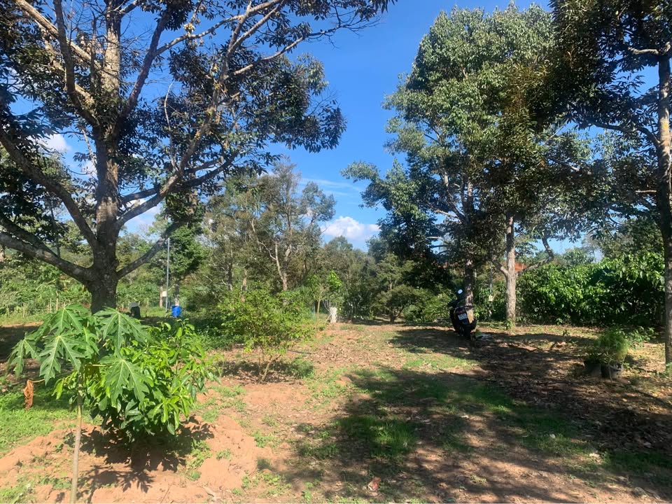 Đất Farm 1100m² tại Làng Chùa Phú An - Thích hợp nghỉ dưỡng chỉ 1.6 tỷ!