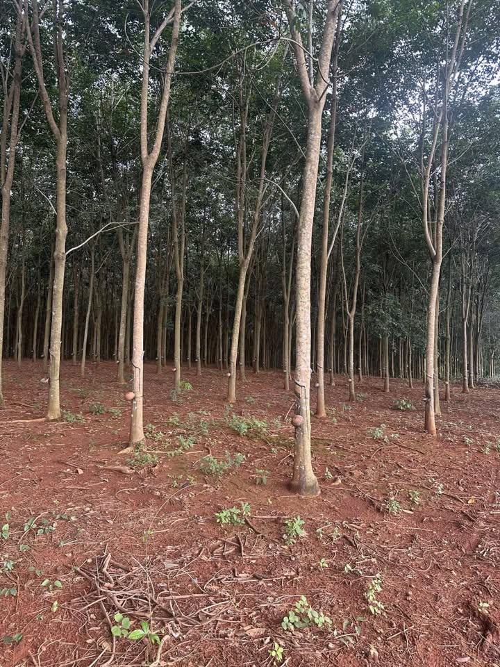 Đất nông nghiệp 5,6ha Đồng Tiến, Đồng Phú - Giá chỉ 17.92 tỷ - Tiềm năng đầu tư lớn!