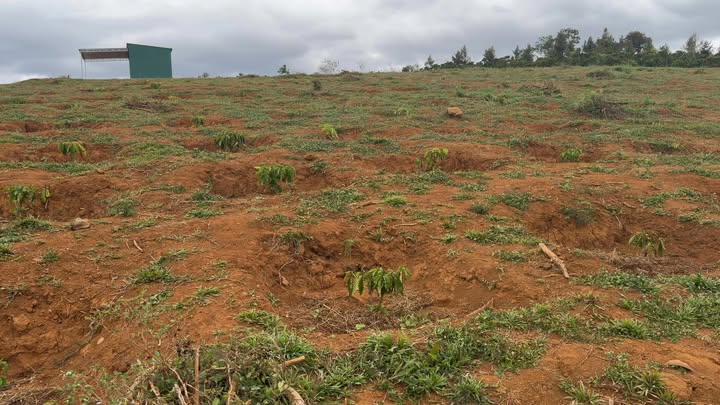 Đất nông nghiệp 3,6 ha tại Đạo Nghĩa - Giá chỉ 4,5 tỷ - Cơ hội đầu tư tốt!