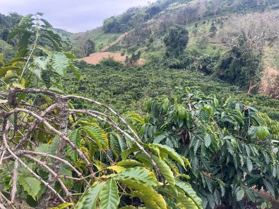 Đất thổ cư 18000m² tại Thôn 10, Xã Tân Thanh, Lâm Hà - Giá chỉ 600 triệu!