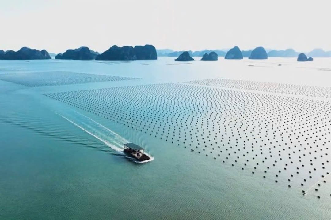 Farm mặt nước nuôi trồng thủy sản Cẩm Trung 5ha giá 700 triệu - Đầu tư tiềm năng!