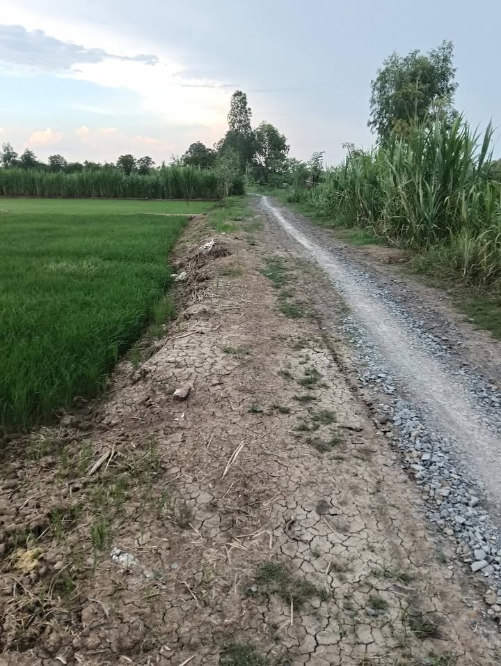 Đất ruộng 810m² tại Ấp Lợi An, Gò Công Tây giá 500 triệu - Đầu tư tiềm năng!