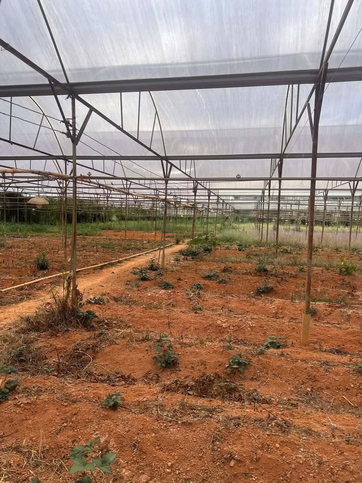 Cho thuê Farm 32.400m² tại Đạ Sar, Lạc Dương - Giá chỉ 160 triệu/năm