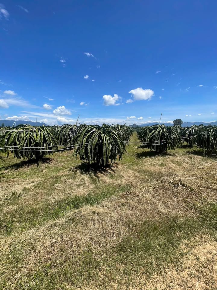 Farm Thanh Long 10.740m² giá 1.5 tỷ - Sổ đỏ chính chủ, đầy đủ tiện ích!