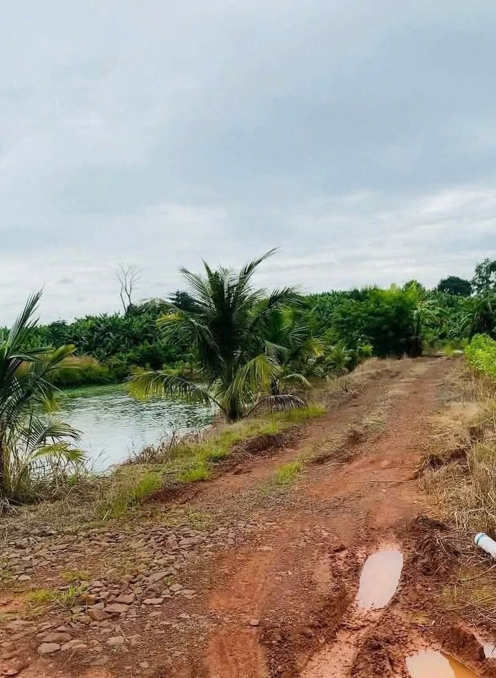 Bán Gấp Đất Vườn 12000m² Đồng Nai - Sổ Hồng Riêng, Giá Tốt