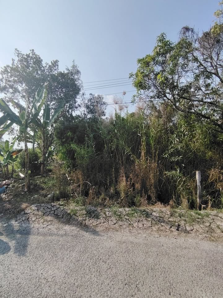 Đất thổ cư Rạch Vạn Lịch, Ô Môn 257m² giá 850 triệu - Cơ hội đầu tư tốt!