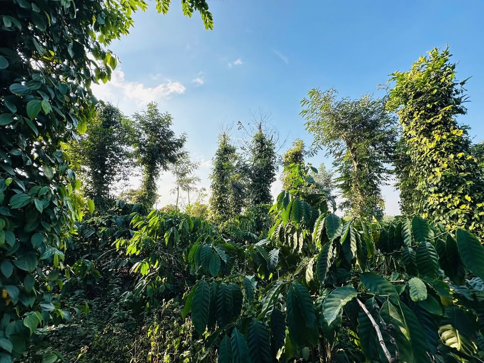 Đất nông nghiệp Thị trấn Đắk Mâm 92.000m² - Gần chợ, trường học