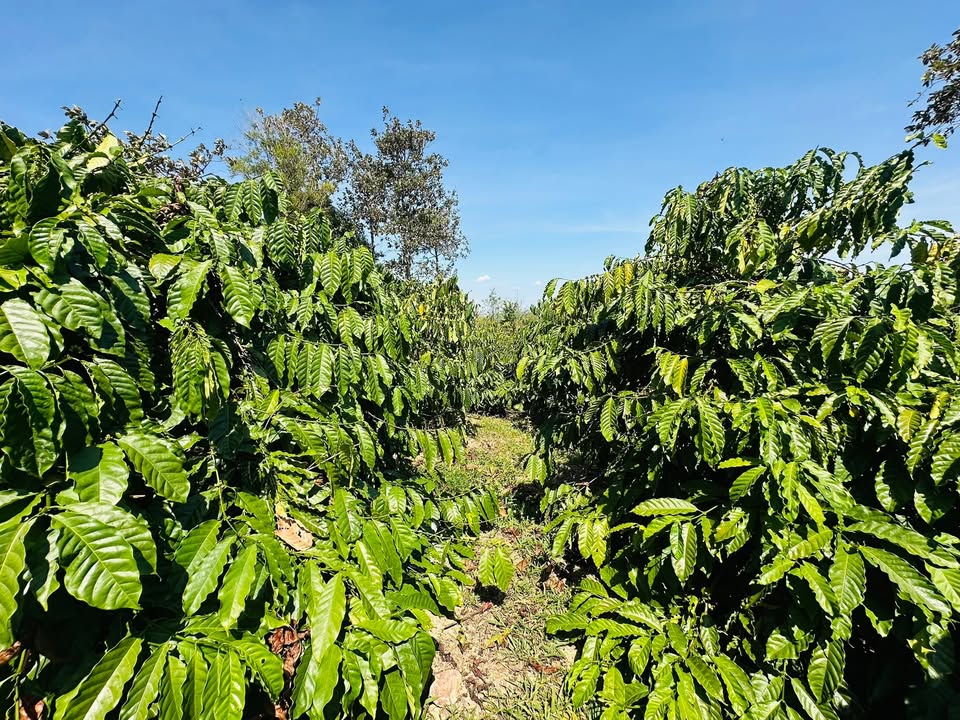 Đất nông nghiệp Xã Nam Đà 70.000m² giá thỏa thuận - Cơ hội đầu tư hấp dẫn!