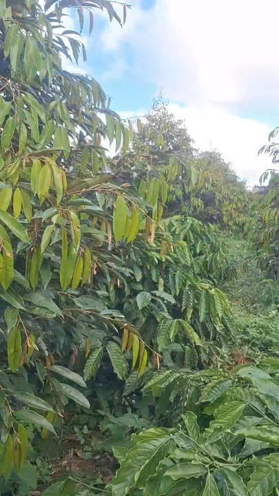 Bán lô rẫy Đắk Gằn 10.000m² giá 2.3 tỷ - Đầu tư sinh lời ngay!