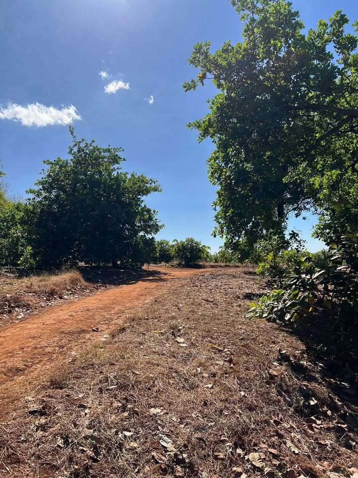 Farm 4ha tại Xã Phú Nghĩa, Huyện Bù Gia Mập, Giá 1.25 tỷ - Đầu tư sinh lời!