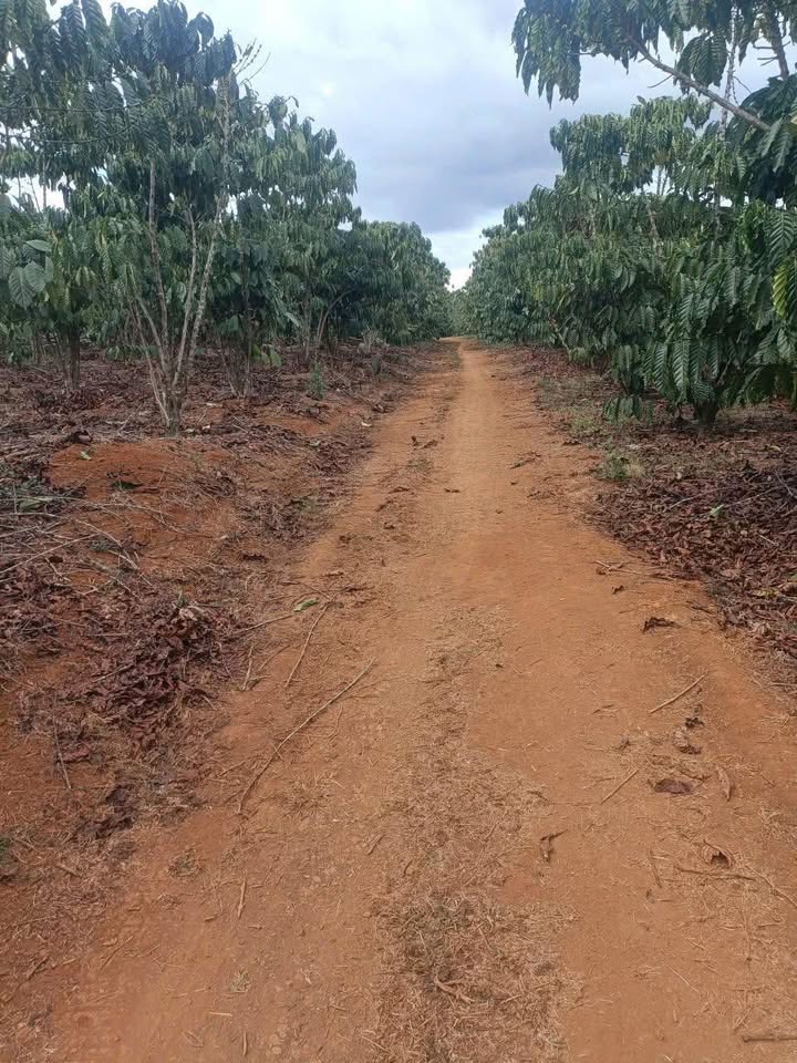 Đất nông nghiệp Xã Tân Lâm 3240m² giá 3.9 tỷ - Đầu tư sinh lời ngay!