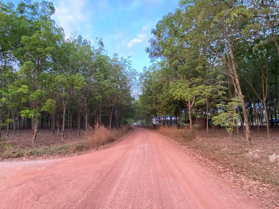 Đất Vườn Bàu Bàng 4000m² - Giá Đầu Tư Rẻ Hơn Thị Trường 100 Triệu