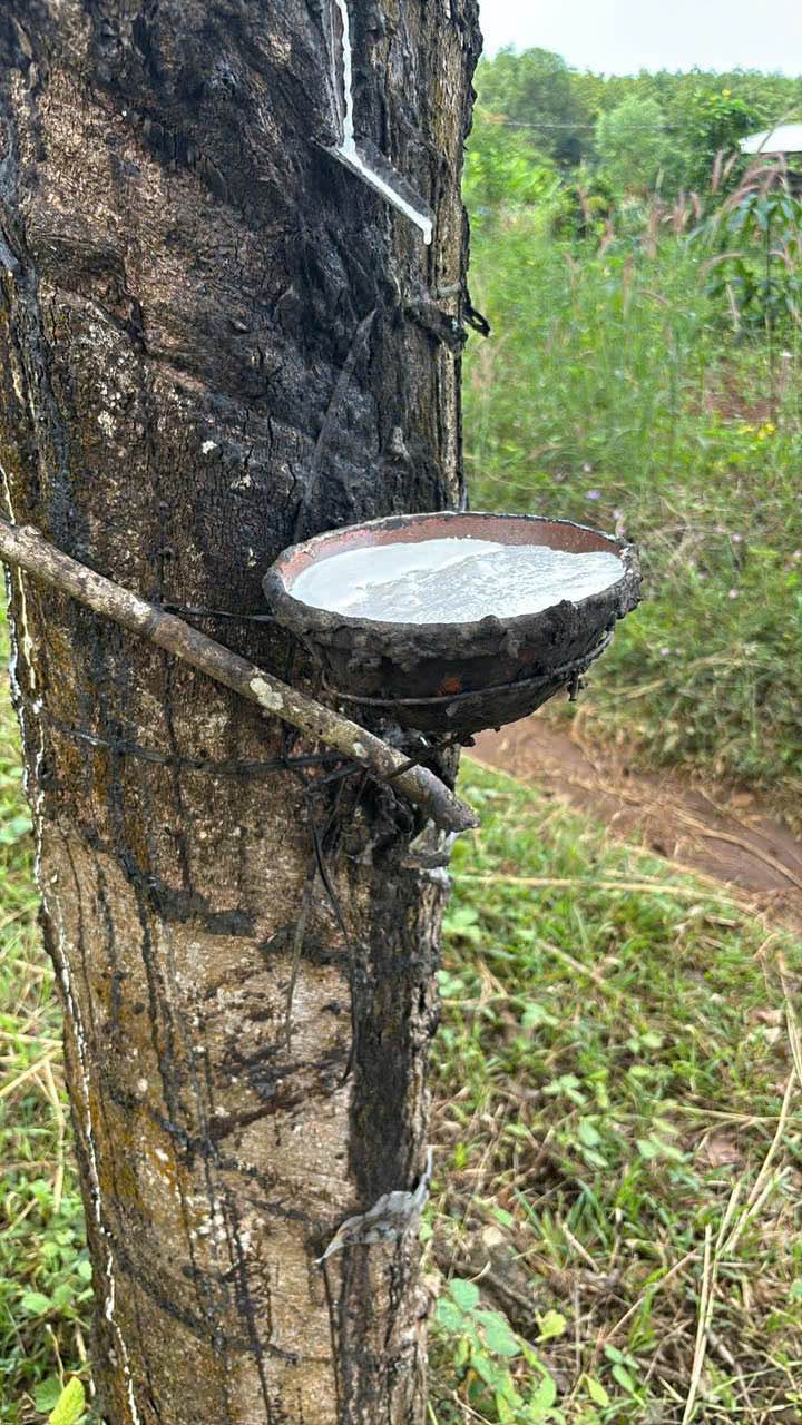 Đất Farm Phường An Lộc, Đồng Nai 252.000m² giá 1.3 tỷ - Đầu tư sinh lời ngay!