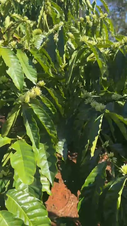 Đất nền xã Ea Bhốk, huyện Cư Kuin 1800m² giá 2.1 tỷ - Sổ đỏ chính chủ, vuông vức!