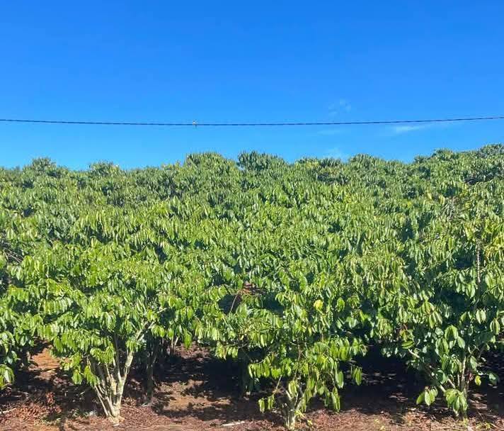 Đất nền 10000m² tại Đường Đoàn Thị Điểm, Bảo Lộc - Cơ hội đầu tư hấp dẫn!