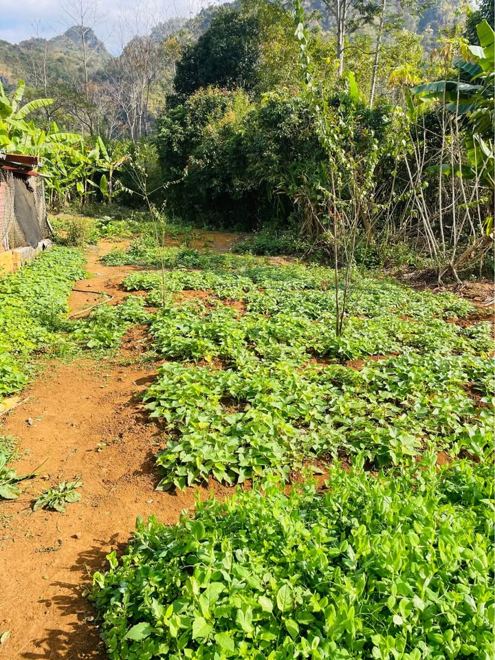 Đất vườn Chiềng Cọ 390m² giá thỏa thuận - Cơ hội đầu tư hấp dẫn!