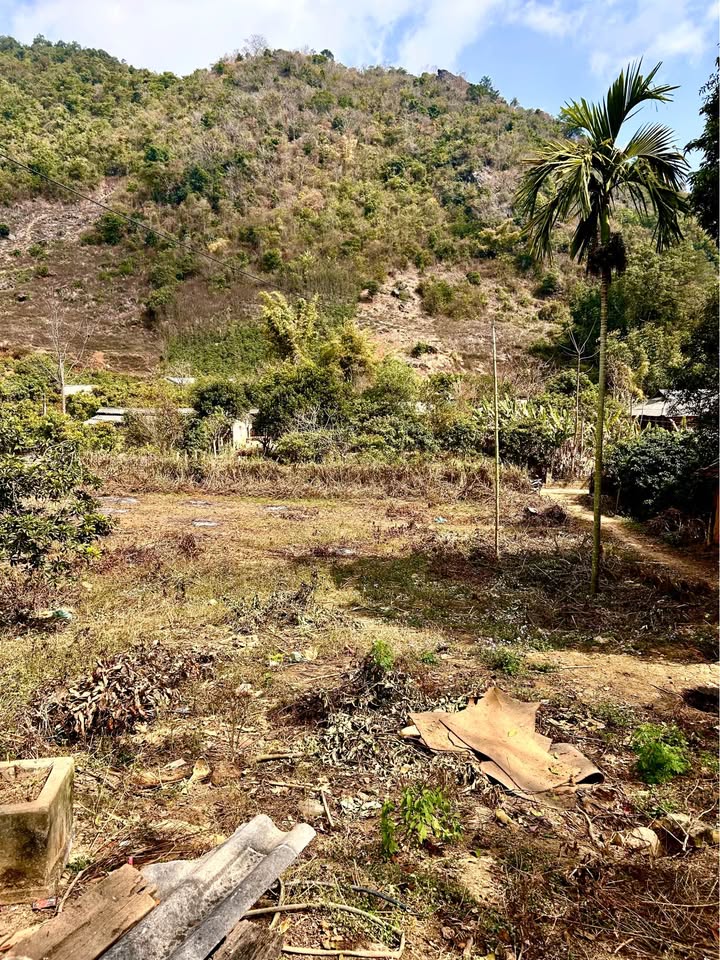 Đất Farm 6000m² tại Bản Long Mận, Chiềng Mai - Tiềm năng phát triển cao!