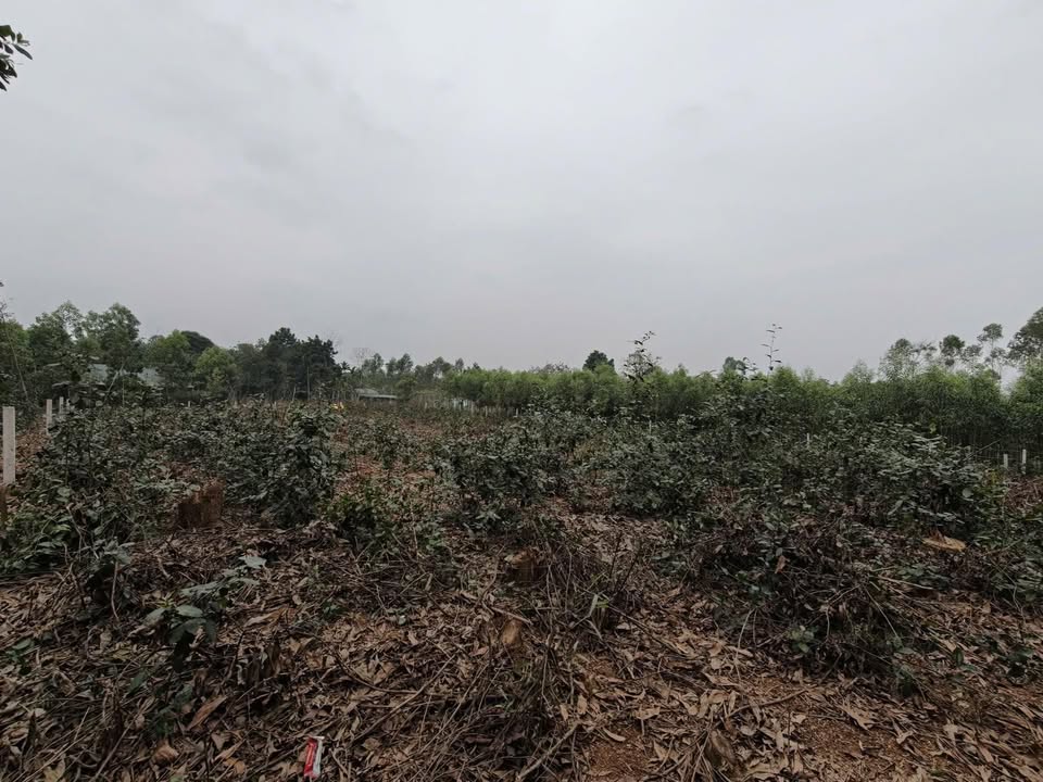 Bán đất trồng cây lâu năm Kim Quan, Tuyên Quang - 1920m² đón đầu quy hoạch