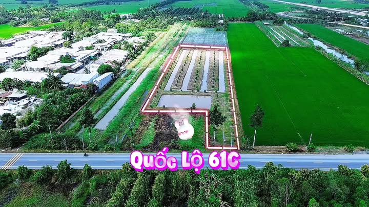 Bán Gấp 8300m² Mặt Tiền QL61C, Cần Thơ - Tiềm Năng Nông Trại, Du Lịch Sinh Thái