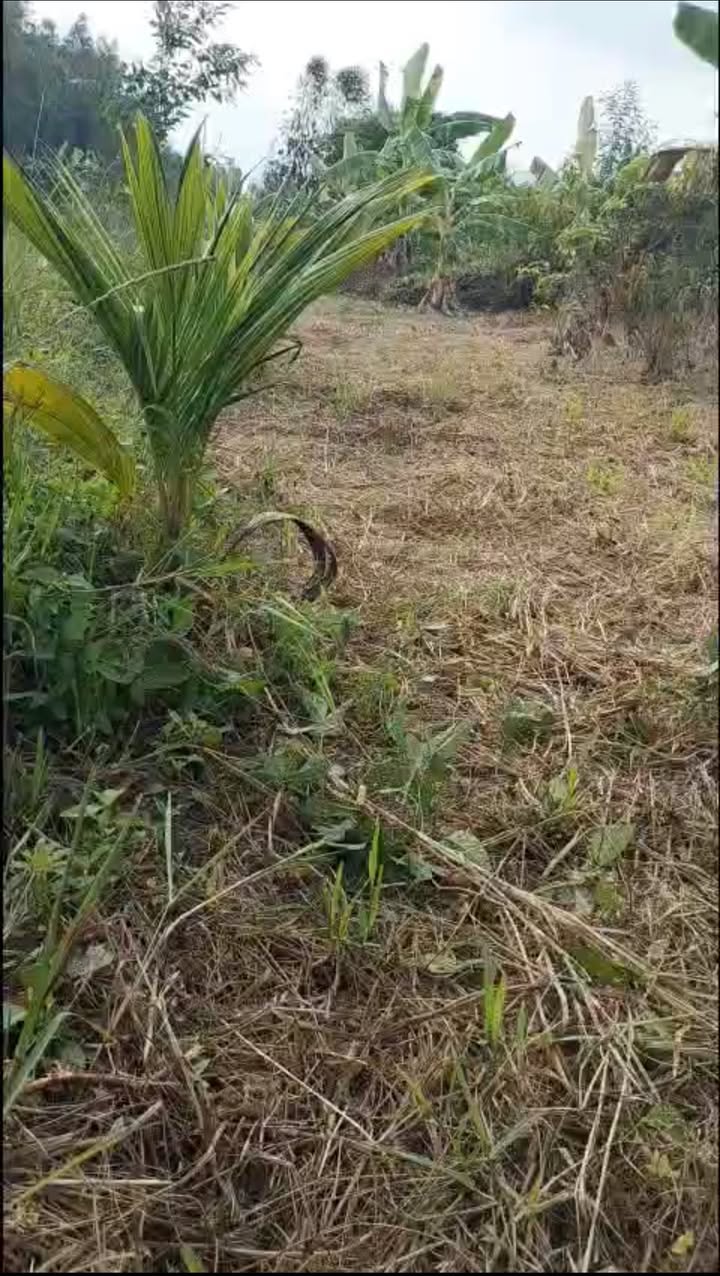 Đất vườn 6.900m² tại Phụng Hiệp, Hậu Giang giá chỉ 1.17 tỷ - Cơ hội đầu tư tuyệt vời!