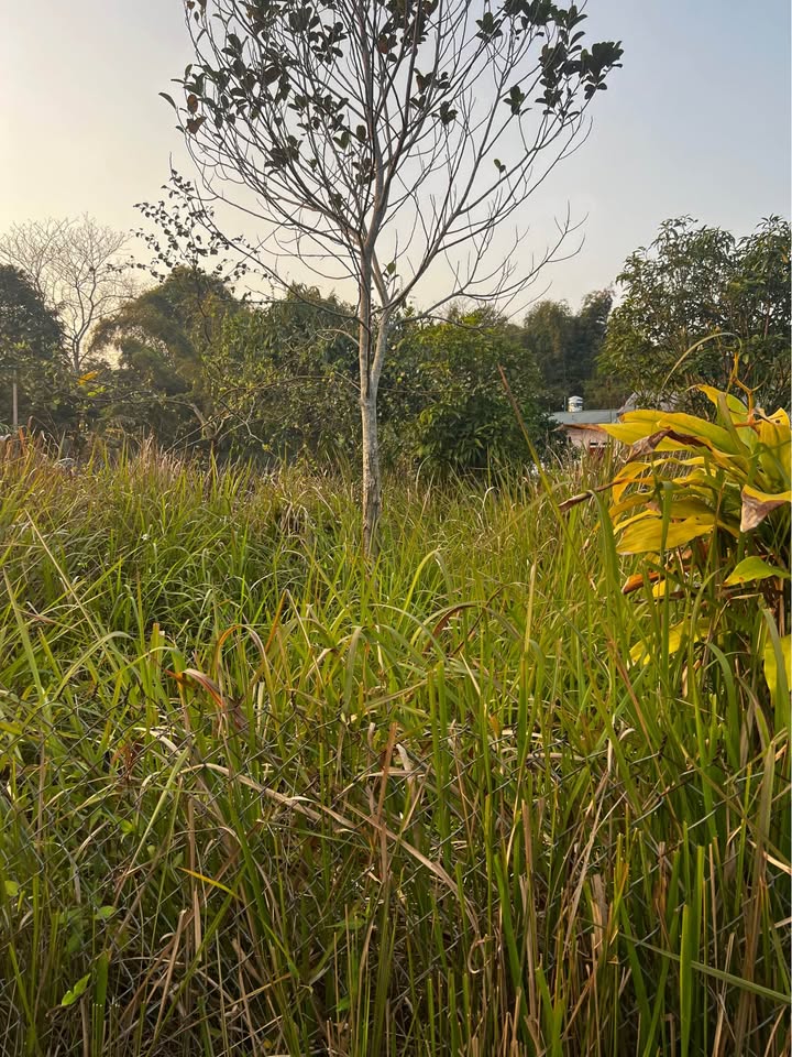 Đất ở Ngọc Xuân Cao Bằng 119m² giá chỉ 500 triệu - Cơ hội đầu tư hấp dẫn!