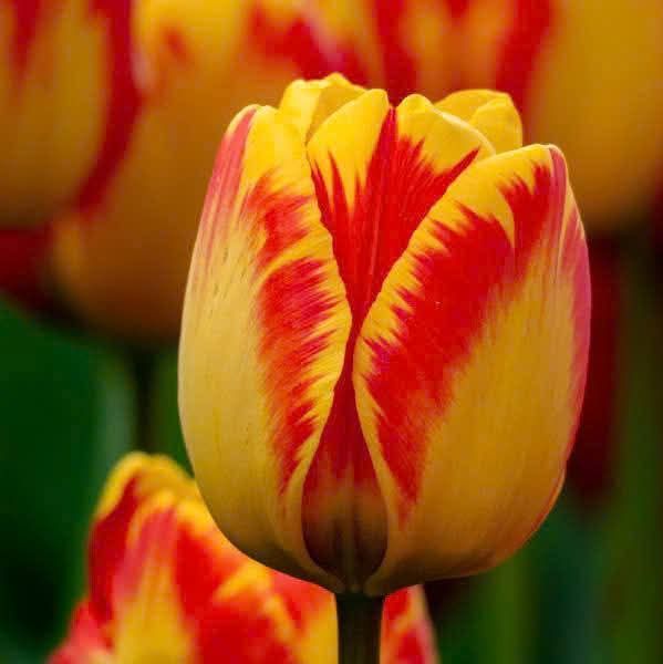 Đất mặt tiền 30.000m² tại Mỹ Hạnh Trung, Cai Lậy - Chỉ 12 tỷ!