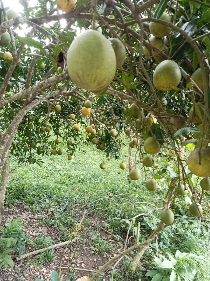 Đất thổ cư 200m² mặt đường bê tông tại Vĩnh Tiến, Kim Bôi - Giá thỏa thuận hấp dẫn!