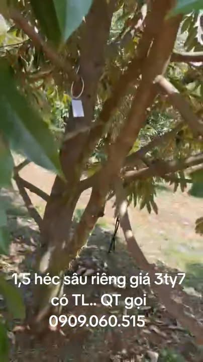 Farm 1.5ha tại xã Thanh Sơn, huyện Tân Phú, giá 3.7 tỷ - Sẵn sàng cho mùa thu hoạch!