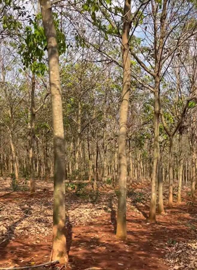 Farm 5,8ha cao su 6 năm tuổi tại Tân Thành, Bù Đốp - Giá 22.5 tỷ