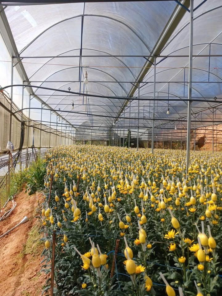 Đất Nhà Lồng 3600m² tại Lạc Dương chỉ 2.5 tỷ - Cơ hội đầu tư hấp dẫn!