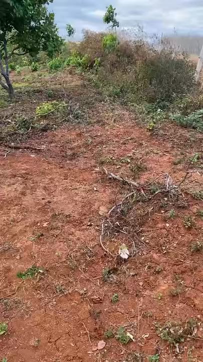 Đất rẫy Ia Kriêng, Đức Cơ 10.000m² giá 1.4 tỷ - Cơ hội đầu tư tuyệt vời!