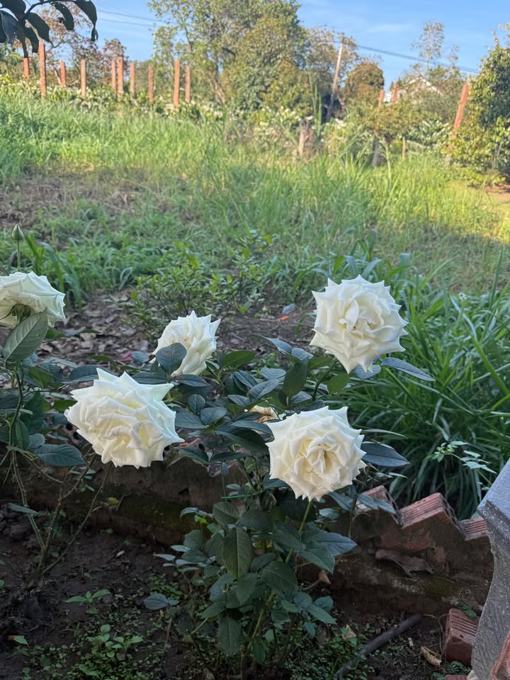 Đất nền Km49, Huyện Ea Kar, 111m² giá 7.4 tỷ - Sổ hồng chính chủ!