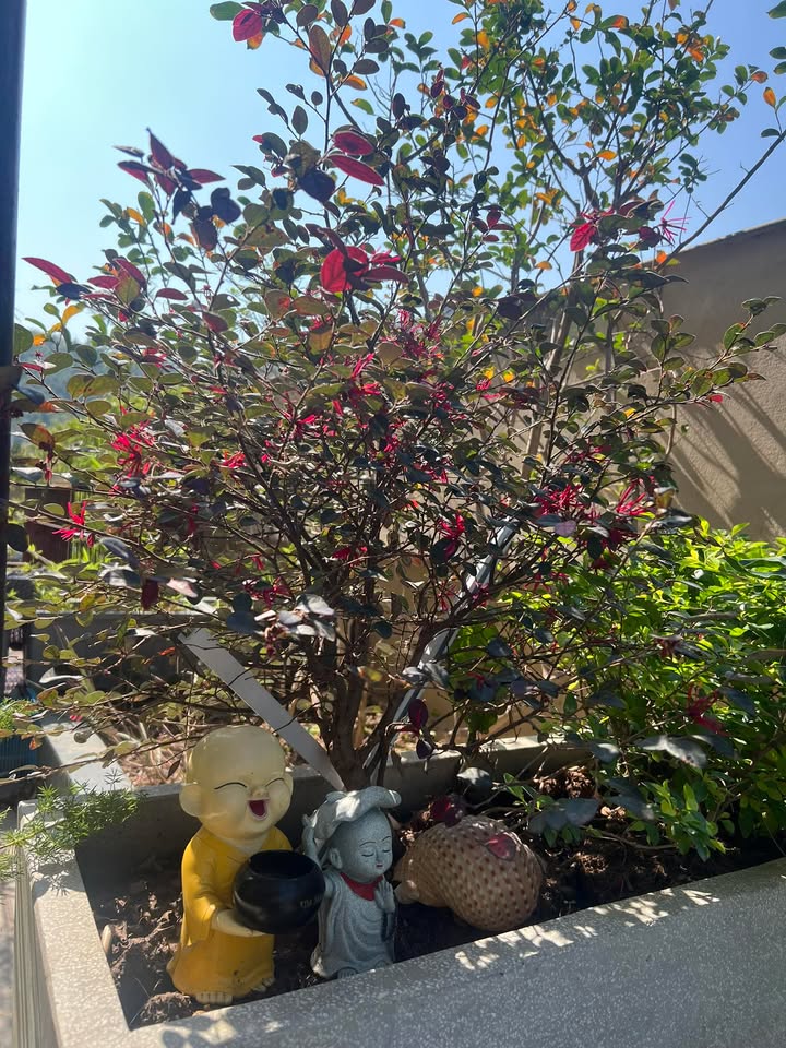 FrontHouse Đường Hậu Cần Bãi Cháy 146m² giá 6 tỷ - Cơ hội đầu tư đắt giá!