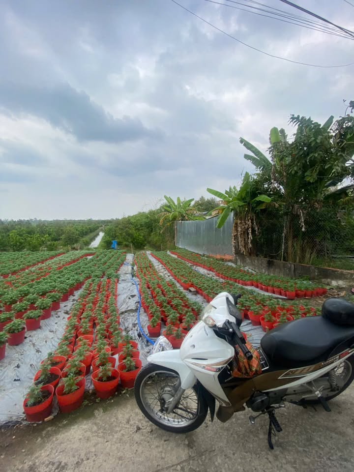 Đất nền Giai Xuân, Phong Điền, Cần Thơ 87m² giá 488 triệu - Sổ hồng chính chủ, view sông thoáng đãng!