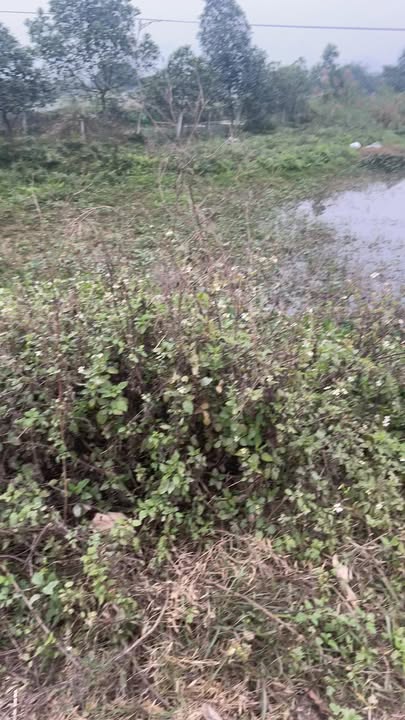 Đất nông nghiệp 2880m² tại Gia Vân, Gia Viễn - Giá thỏa thuận, vị trí đắc địa!