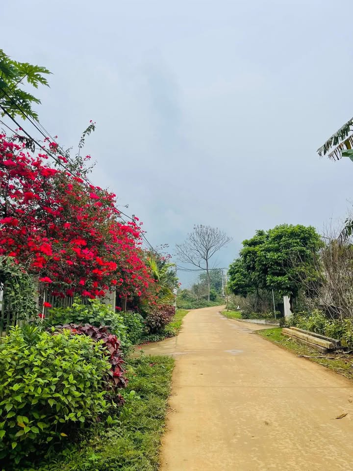 Đất nền Phong Quang - 500m² giá 500 triệu - Đường bê tông rộng rãi!