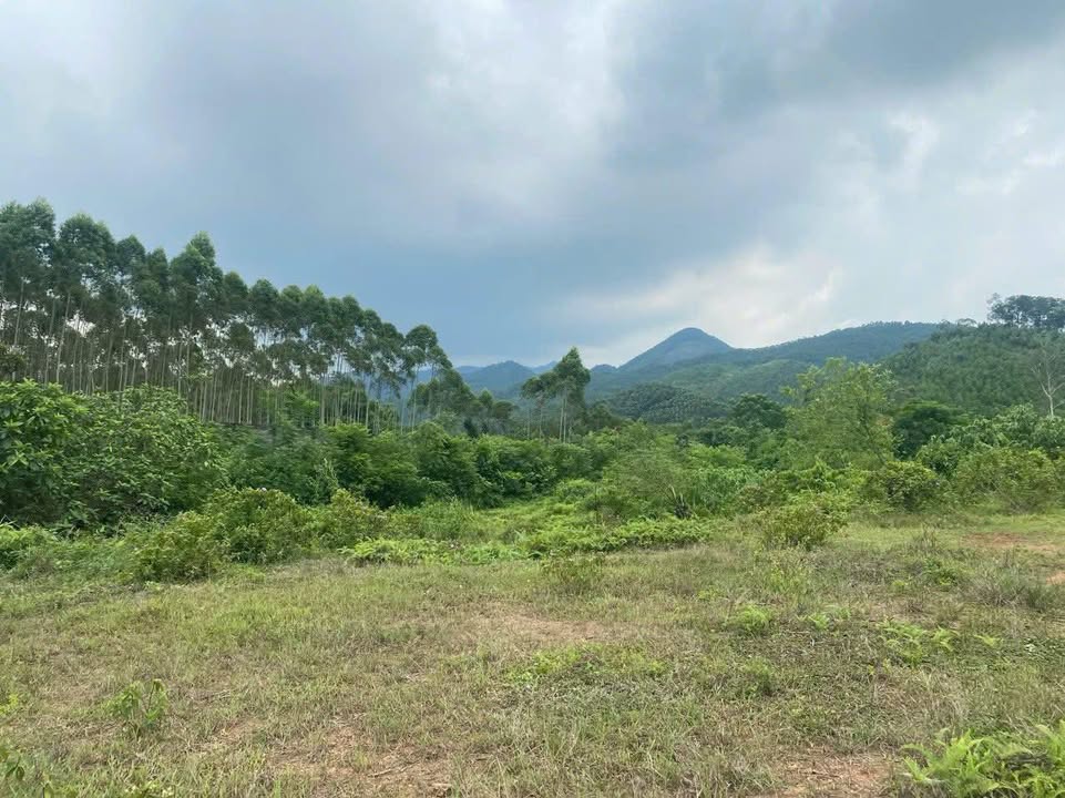 Đất nền nghỉ dưỡng tại sân golf Phổ Yên 10.612m² giá chỉ 1,4 triệu/m² - Cơ hội đầu tư hấp dẫn!