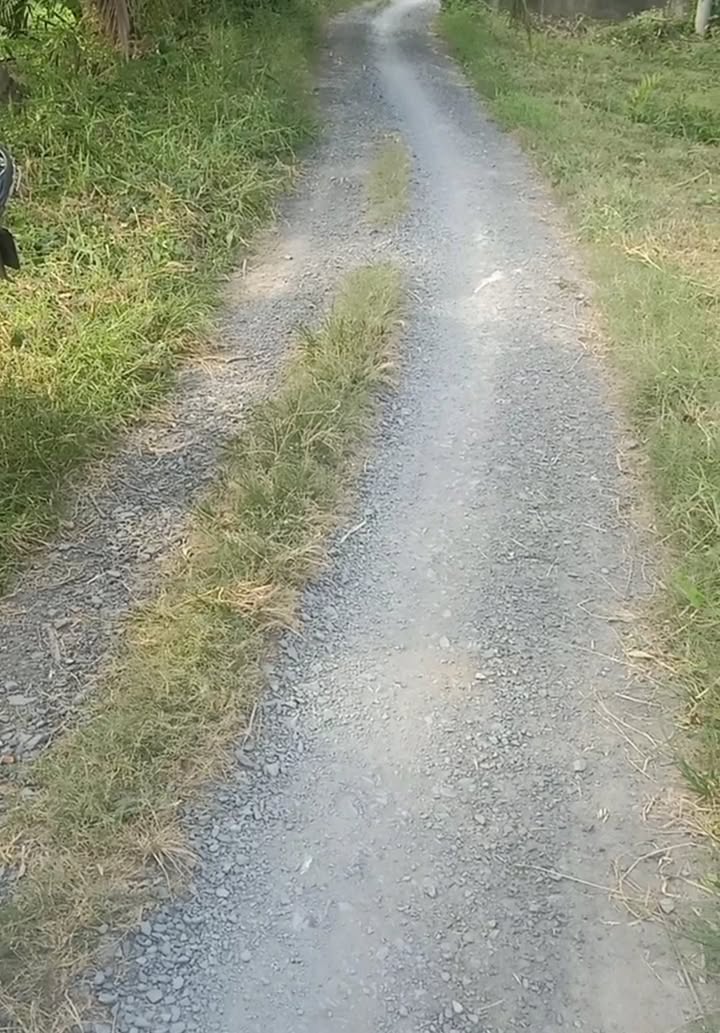 Đất dừa Tân Xuân, Ba Tri 30.000m² giá chỉ 540 triệu - Tiềm năng phát triển lớn!