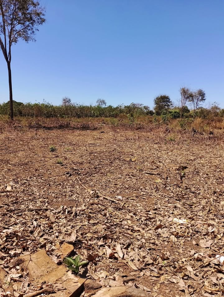 Đất trồng 26.100m² tại Lộc An, Lộc Ninh chỉ 2.45 tỷ - Sổ hồng chính chủ!