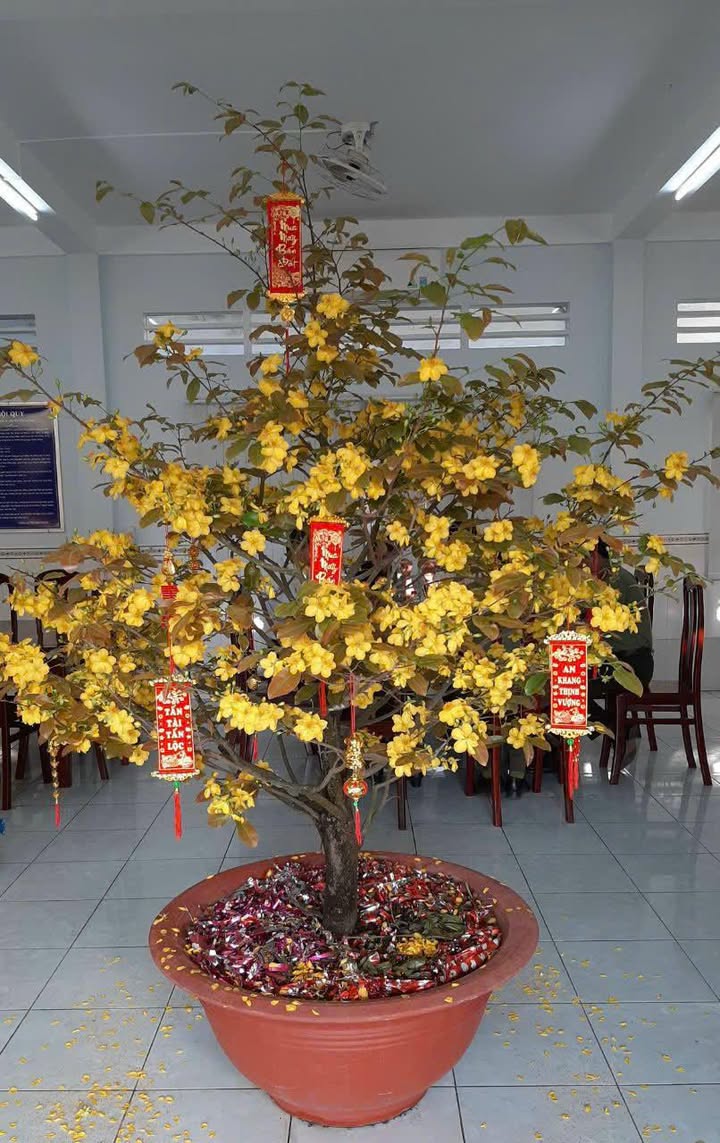 Đất Mặt tiền Quốc lộ 1A, Đại Tâm, 1000m² giá 16.5 tỷ - Đầu tư sinh lời cao!