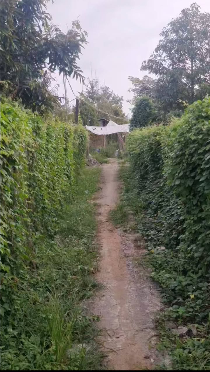 Đất nền 1360m² tại xã Mỹ Tân, huyện Cái Bè giá chỉ 1.05 tỷ - Sổ đỏ chính chủ!