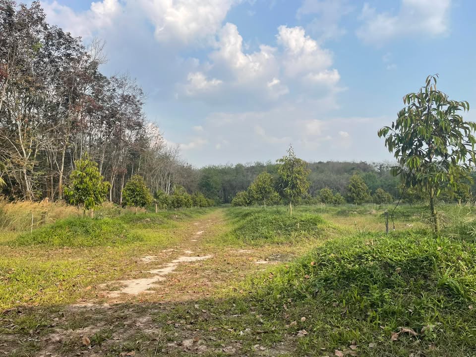 Đất vườn sầu riêng 1,3ha tại Phú Mỹ, Thủ Dầu Một - Giá 13 tỷ