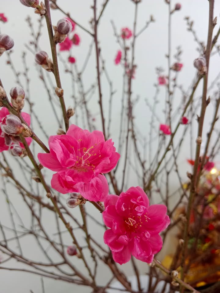 Bán Nhà 52m² Gần Chợ Yên, Bắc Ninh - Giá Hơn 3 Tỷ