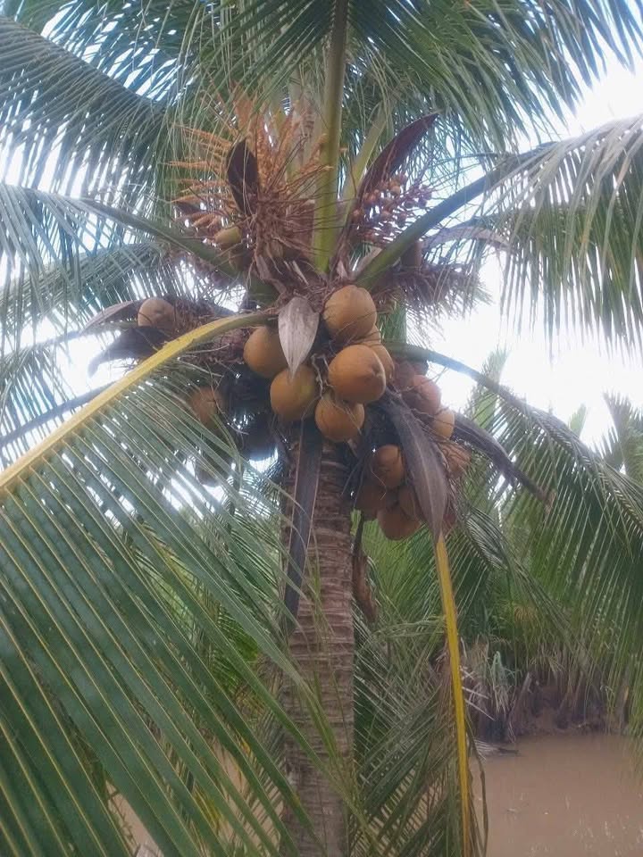 Đất vườn dừa 1,6 mẫu tại xã Phú Long, Bình Đại giá 16 tỷ - Cơ hội đầu tư tuyệt vời!