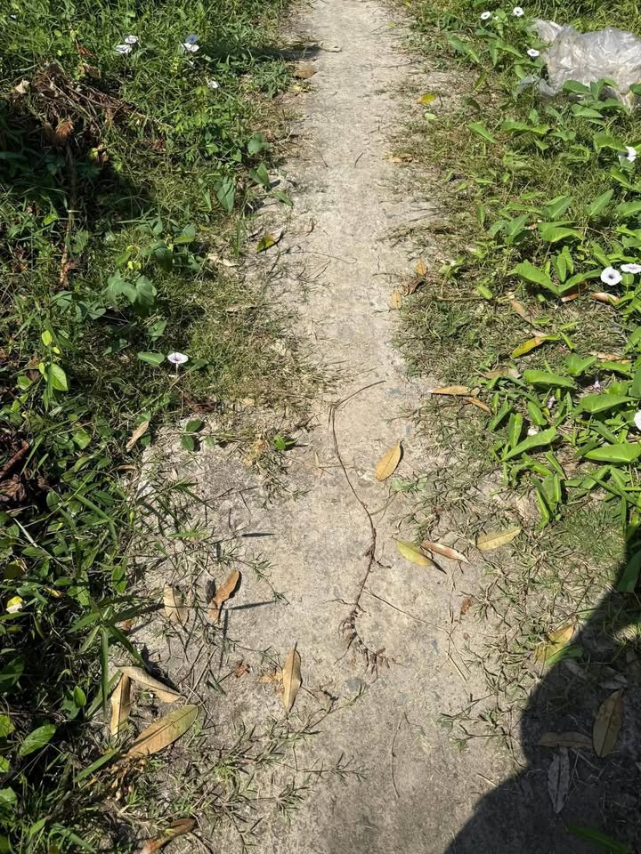 Đất Farm 3 công tại Hòa Khánh - Tiền Giang giá 1.665 tỷ - Cơ hội đầu tư tuyệt vời!